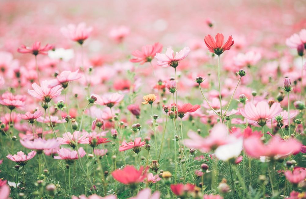 Pink flowers in a field with pollen