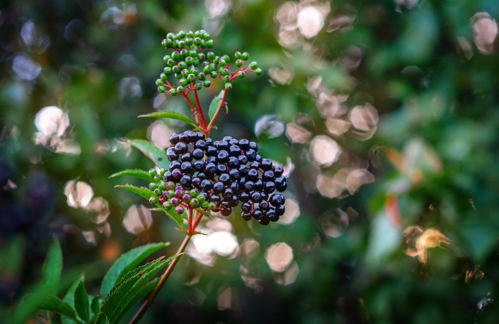 Underripe Elderberries on vine