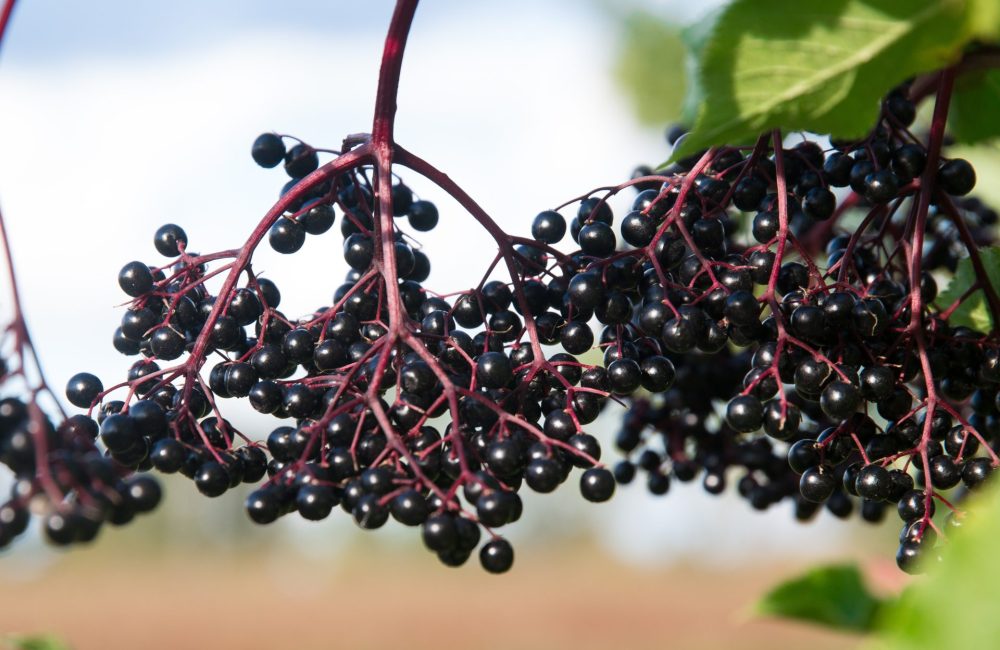 Elderberries on a vine