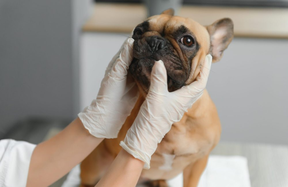 Dog about to receive compound pet meds from Warren's Drug store